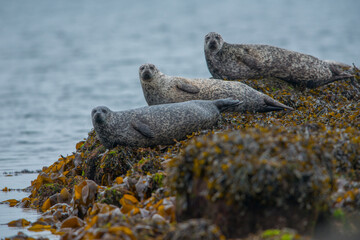 Seal on the beach, shetlands. Scotland United Kingdom