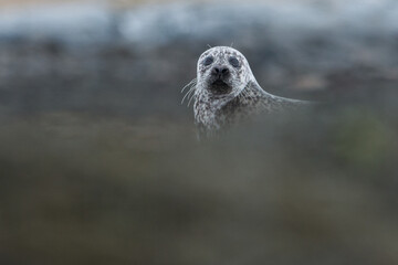 Seal on the beach, shetlands. Scotland United Kingdom