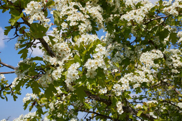 Obraz premium Crataegus monogyna 