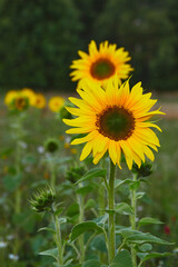 Fresh young beautiful sunflowers on a blurred green background of field and forest.