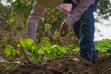 Fototapeta premium Closeup shot of a Hispanic farmer growing vegetables on his plantation in Mexico