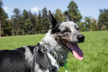 Happy cattle dog at the park in summer