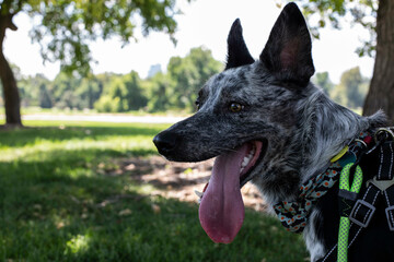 Naklejka na ściany i meble Tired dog at the park on a hot day