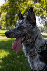 Dog at the park on a hot day