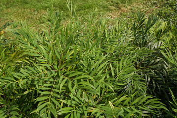Mahonia fortunei shrub