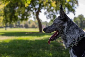 Blue heeler keeping a look out at the park 
