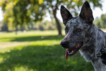 Blue heeler outdoors during the summer