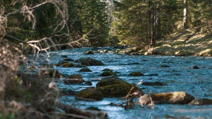 Spring mountain stream in the Tatra National Park