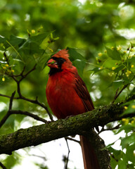 Male Northern Red Cardinal (Cardinalis cardinalis), perched on a tree branch in St. Louis Missouri. Green worm in its beak. Leaves, sky in background. 
