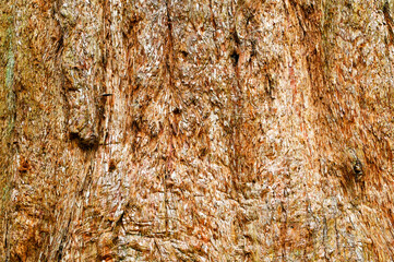 Bark of a giant redwood tree. Backgrounds. No people.