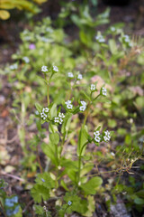 Valerianella locusta 