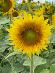 sunflower field in summer