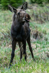 Young Moose in Colorado