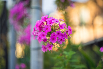 Garden Phlox Blooming Summer Sunset