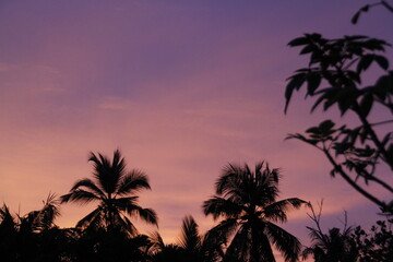 Silhouette of trees during sunset