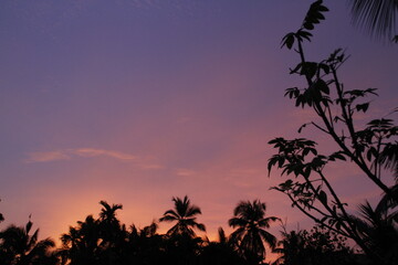 Fototapeta na wymiar Silhouette of trees during sunset