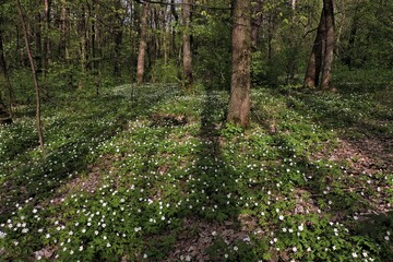 spring in the forest