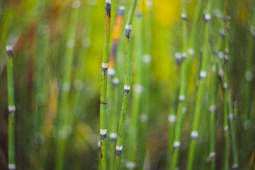 Obraz premium Marsh Reeds Toronto Centre Island