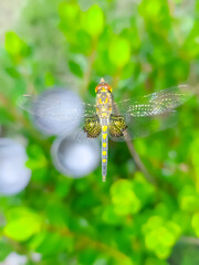 dragonfly on a branch