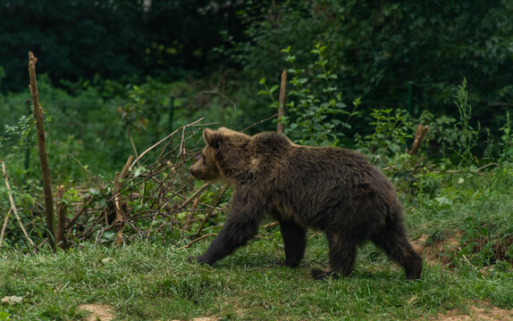 Brown big bear running on green grass