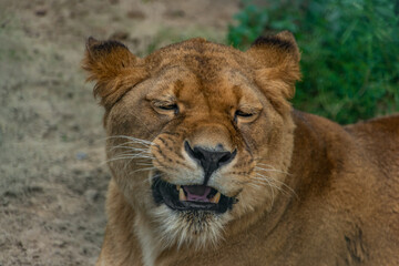 Obraz na płótnie Canvas Lioness orange head after sleeping in hot summer day