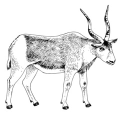 Monochrome African addax antelope with long horns