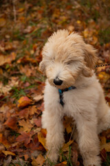 labradoodle  in park in fall