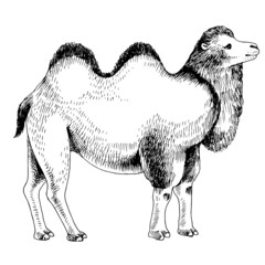Monochrome Bactrian Camel on white background.