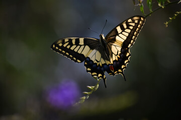 Obraz na płótnie Canvas Butterfly in Minorca. Menorca, Balearic Islands. Spain.