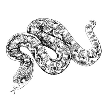 Monochrome Desert saw scaled Viper snake