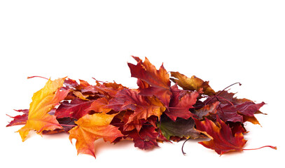 Heap of different colorful Maple leaves isolated on white background. Selective focus.
