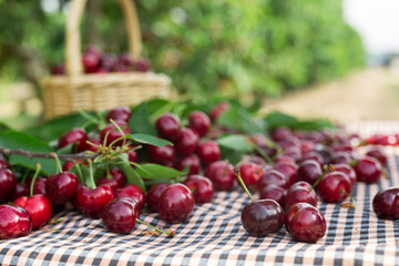 berries ripe juicy cherries on the table