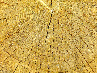Fototapeta premium texture of the wood of a sawn log with cracks and rings