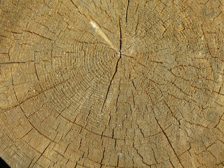Fototapeta premium texture of the wood of a sawn log with cracks and rings