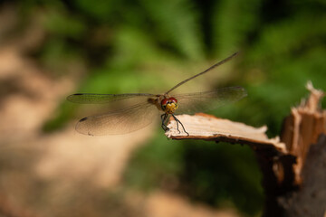 Close-up dragonfly on green background