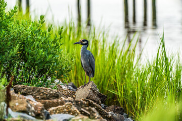 yellow-crowned night-heron