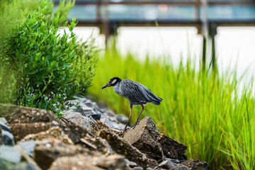 yellow crowned night heron on rocks