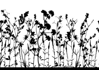 Seamless horizontal pattern with black and white wild flowers isolated on white background.