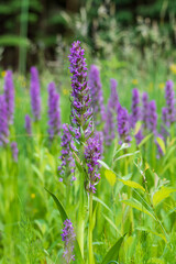 Purple orchid flowers Orchid - Orchis on a green field. The background is beautiful bokeh
