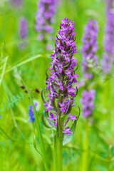 Purple orchid flowers Orchid - Orchis on a green field. The background is beautiful bokeh