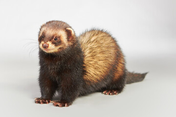 Studio portrait of adult ferret male isolated on background