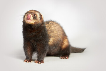 Studio portrait of adult ferret male isolated on background