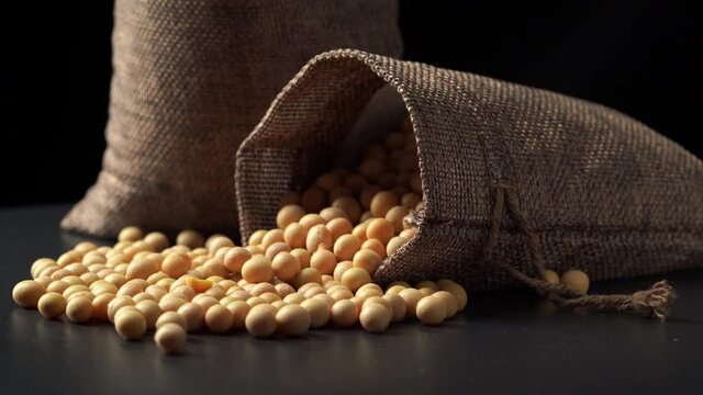 Fresh soybeans on dark background
