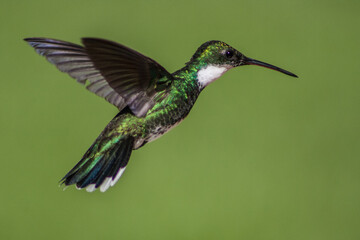 colibri