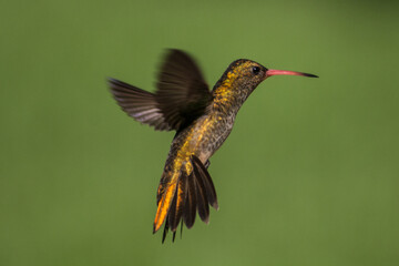 colibri