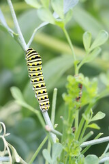 Swallowtail Caterpillar