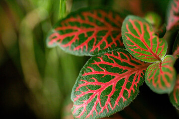 Close up of red and green leaf