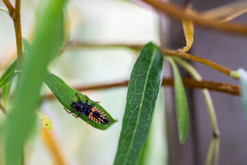 Ladybug larvae on a leaf