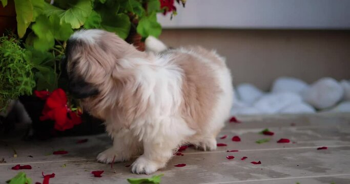 playful puppy dog having fun, tearing the potted flower plants on the backyard at home