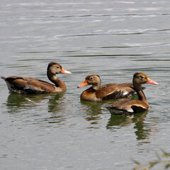 Black-bellied whistling duck or black-bellied tree duck, scientific name “Dendrocygna Autumnalis”. Always in family, never by itself. 